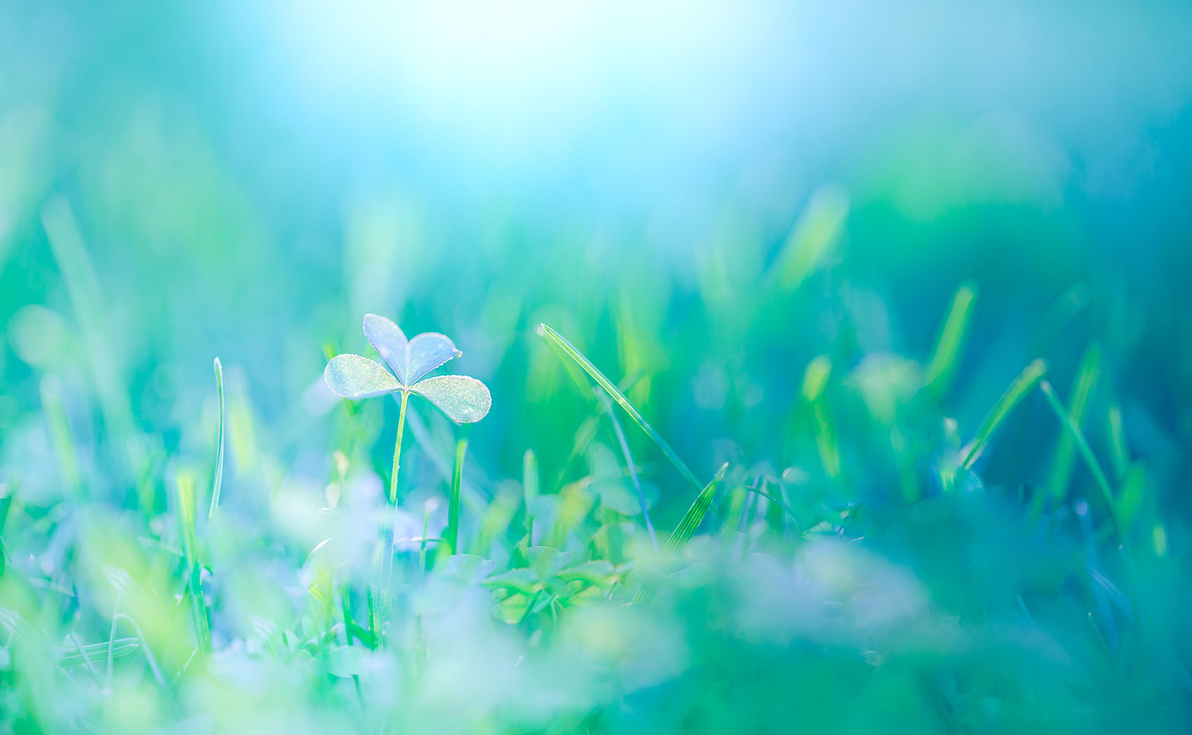 Close,Up,Nature,Background.,Relaxing,Green,Blue,Meadow.,Beautiful,Sunlight